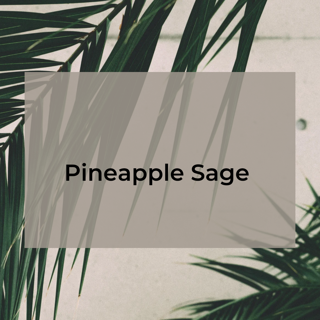 Pineapple Sage